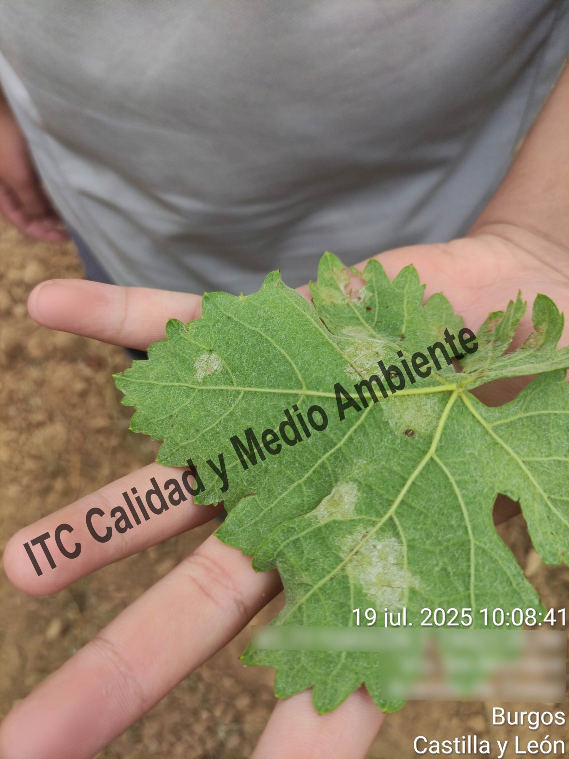 Mildiu en la Ribera del Duero 11 Presencia de esporas de mildiu en el envés de la hoja en plantas de vid. Variedad Tempranillo. D.O. Ribera del Duero.