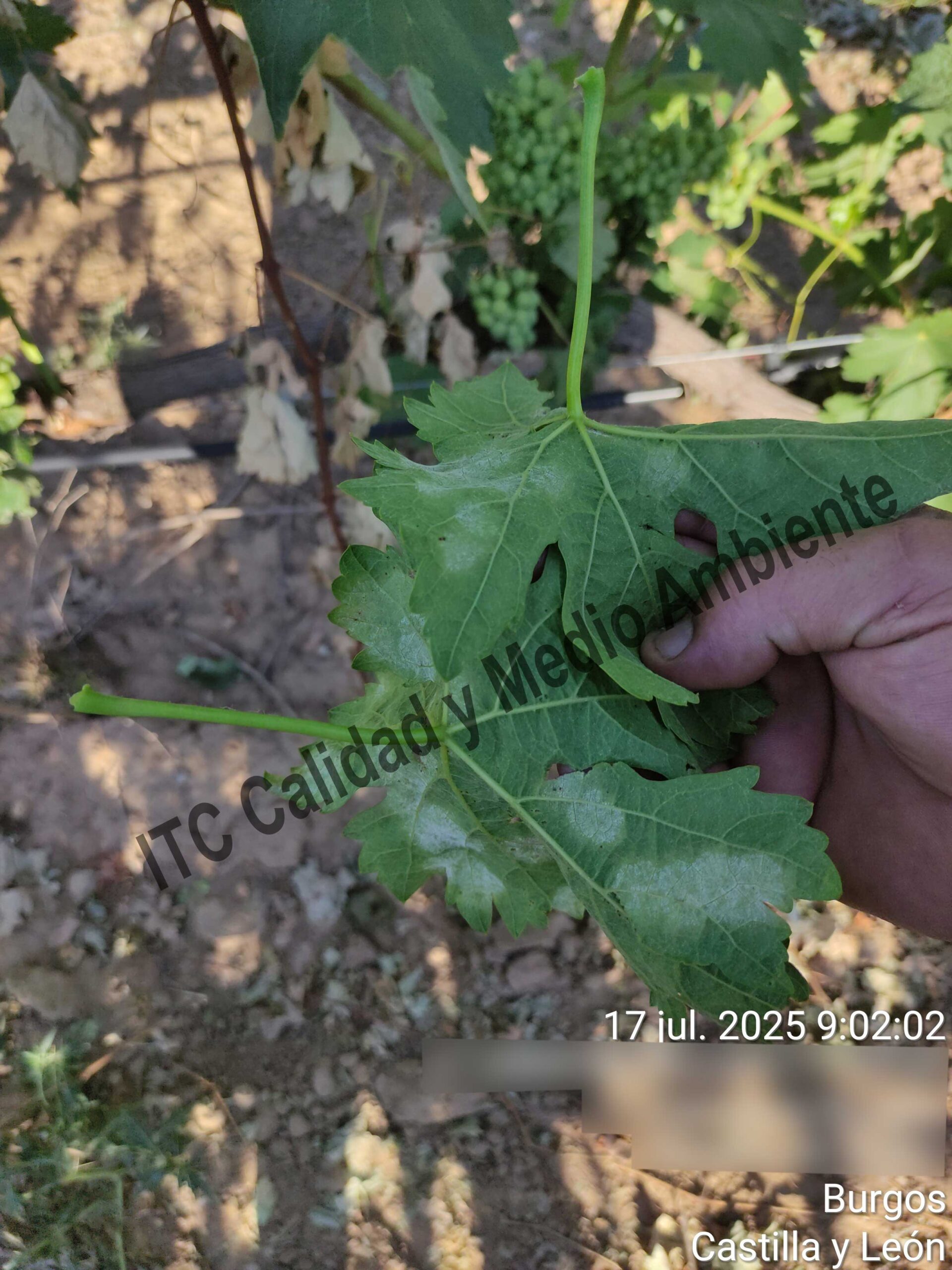 Mildiu en la Ribera del Duero 13 Presencia de esporas de mildiu en el envés de la hoja en plantas de vid. Variedad Tempranillo. D.O. Ribera del Duero.