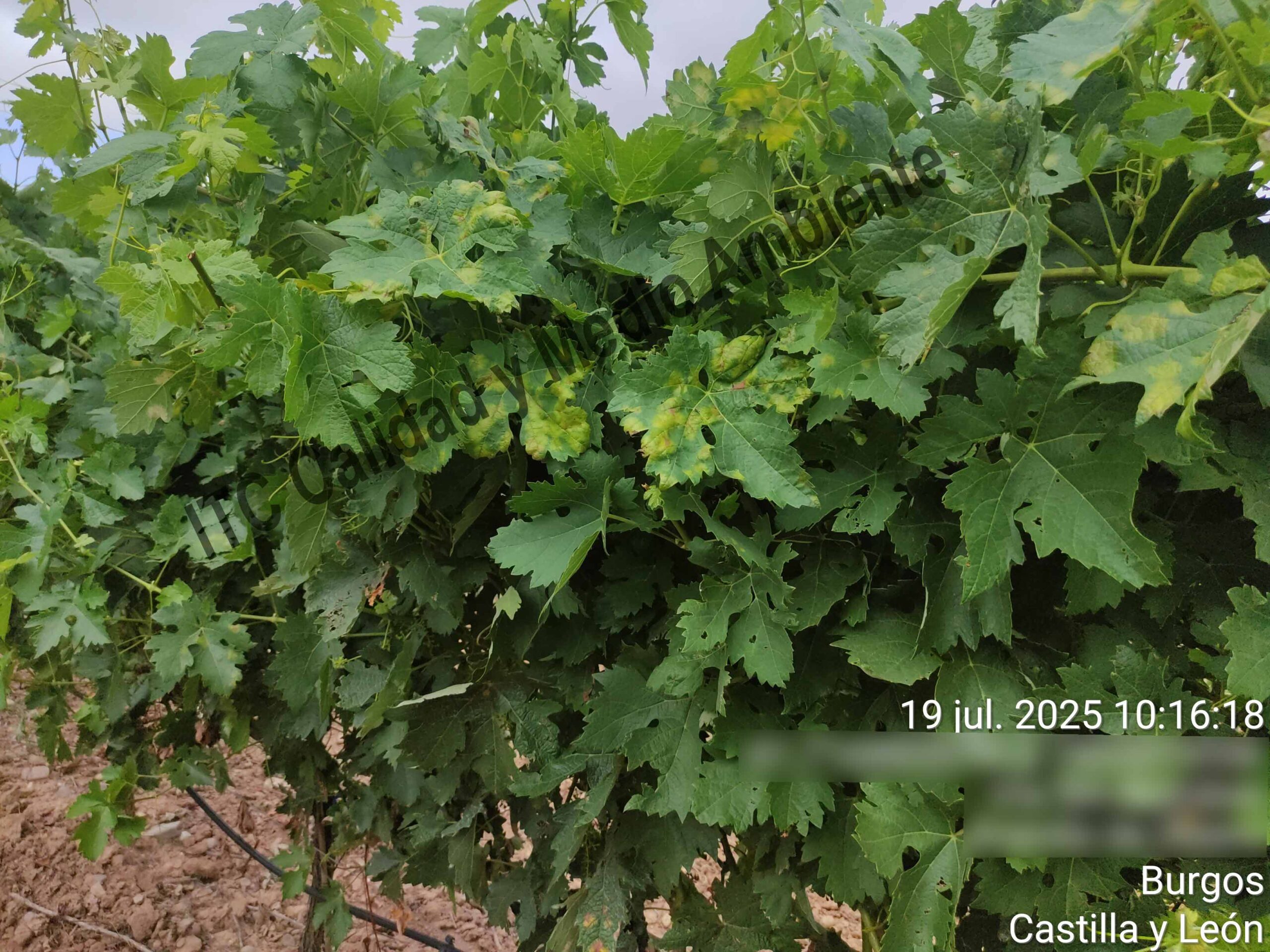 Mildiu en la Ribera del Duero 12 Presencia de "manchas de aceite" provocadas por mildiu en el haz de la hoja en plantas de vid. Variedad Tempranillo. D.O. Ribera del Duero.
