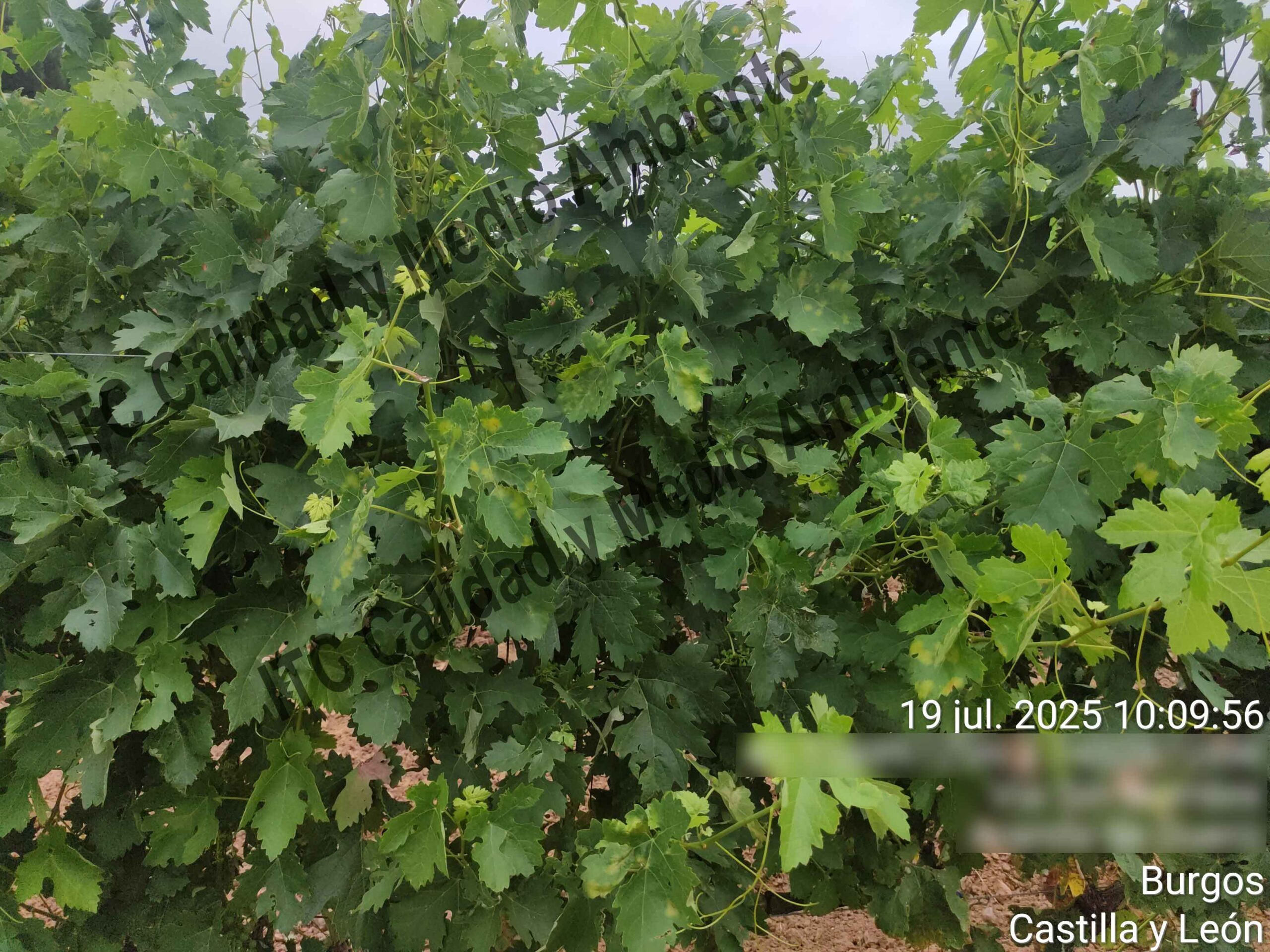 Mildiu en la Ribera del Duero 14 Presencia de "manchas de aceite" provocadas por mildiu en el haz de la hoja en plantas de vid. Variedad Tempranillo. D.O. Ribera del Duero.