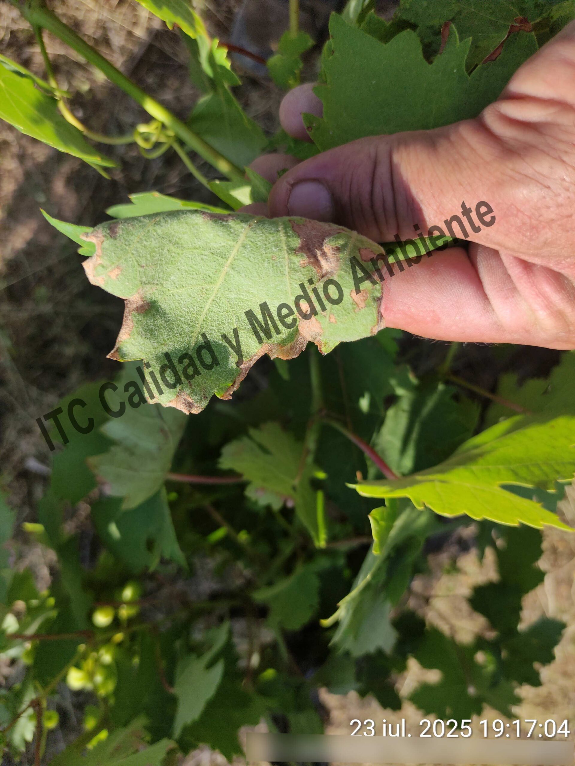 Mildiu en la Ribera del Duero 18 Mildiu muerto, ausente de esporas, en el envés de la hoja en plantas de vid. Variedad Tempranillo. D.O. Ribera del Duero.