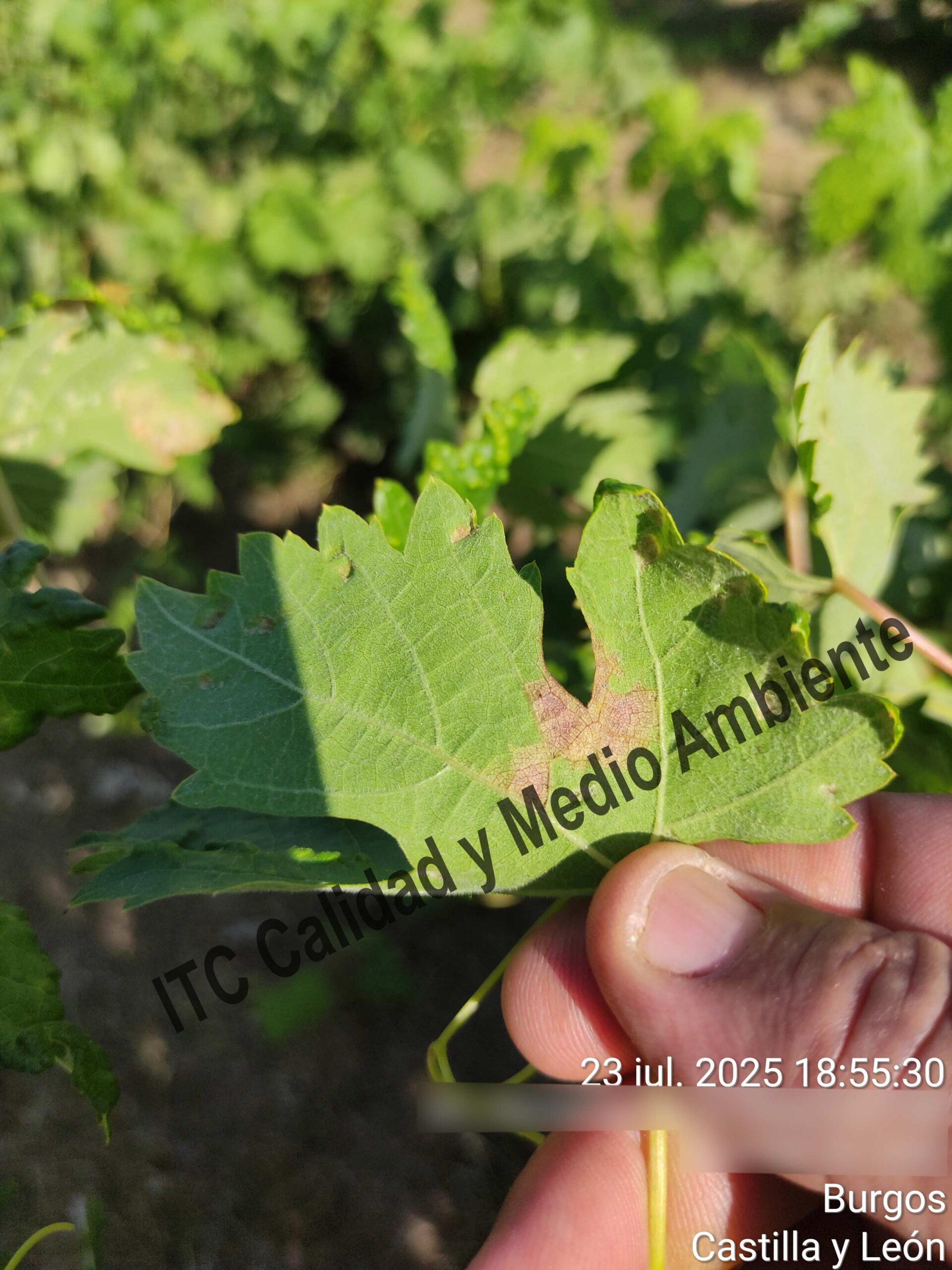 Mildiu en la Ribera del Duero 19 Mildiu muerto, ausente de esporas, en el envés de la hoja en plantas de vid. Variedad Tempranillo. D.O. Ribera del Duero.