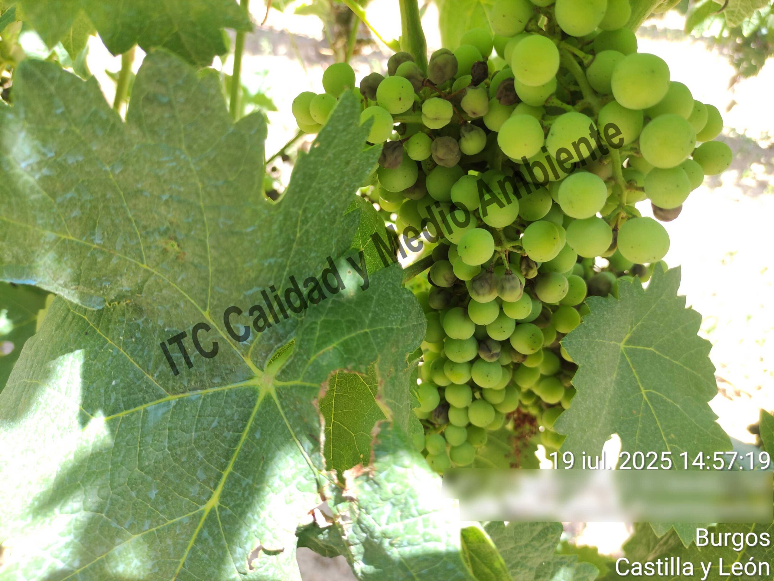 Mildiu en la Ribera del Duero 15 Presencia de desecado y necrosis en racimo provocado por mildiu en plantas de vid. Variedad Tempranillo. D.O. Ribera del Duero.