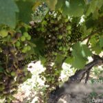 Presencia de desecado y necrosis en racimo provocado por mildiu en plantas de vid. Variedad Tempranillo. D.O. Ribera del Duero.