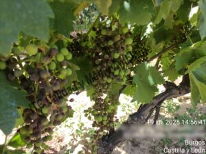 Presencia de desecado y necrosis en racimo provocado por mildiu en plantas de vid. Variedad Tempranillo. D.O. Ribera del Duero.