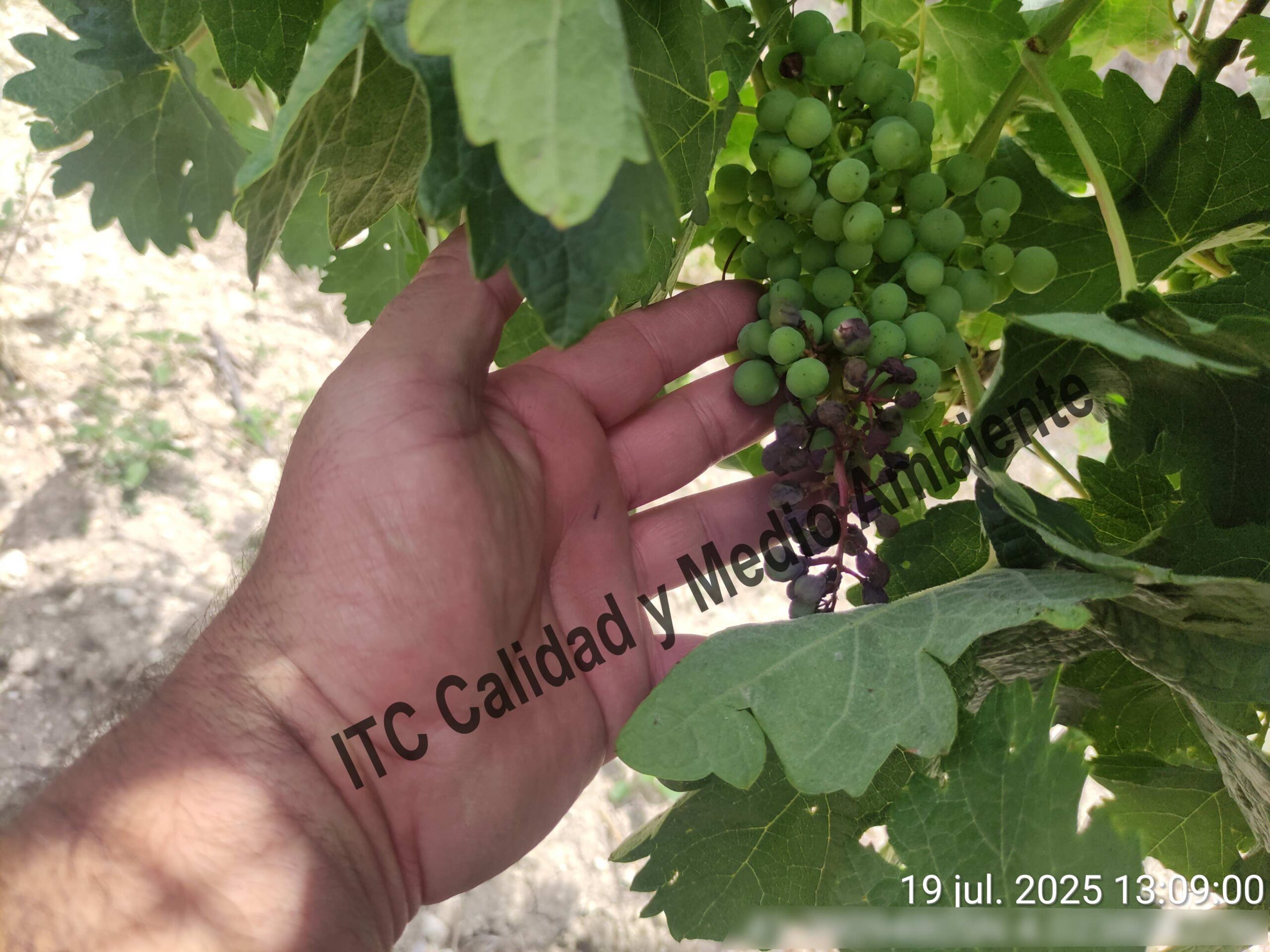 Mildiu en la Ribera del Duero 16 Presencia de desecado y necrosis en racimo provocado por mildiu en plantas de vid. Variedad Tempranillo. D.O. Ribera del Duero.